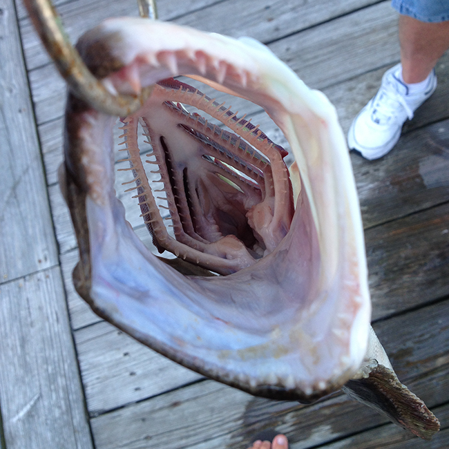 Types of fish in Ocean City Maryland - GET SUM CHARTERS